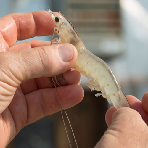 Trans American Aquaculture – Texas Raised Shrimp